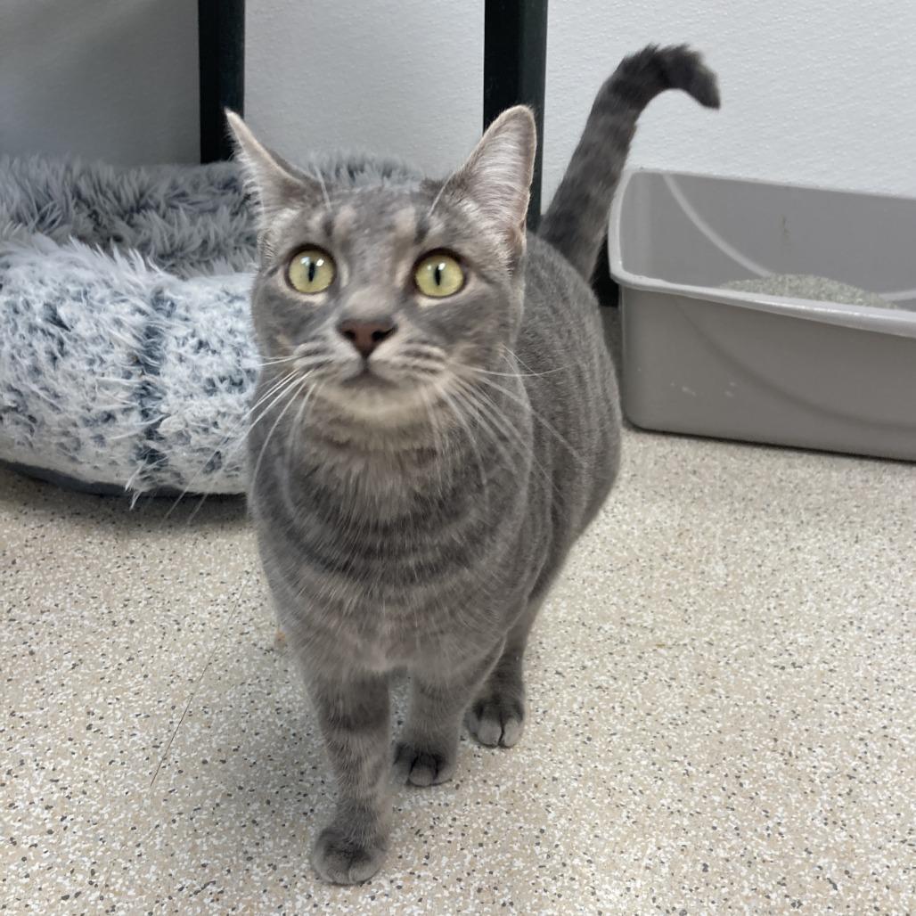 Enlarge Mae, a Adoptable Domestic Short Hair in St. Helena, CA image 3/6