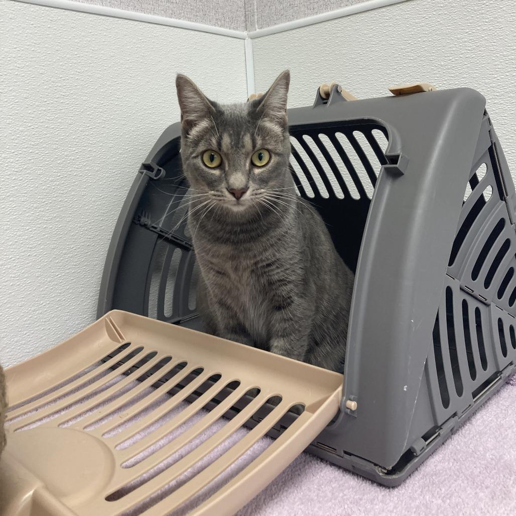 Enlarge Mae, a Adoptable Domestic Short Hair in St. Helena, CA image 4/6