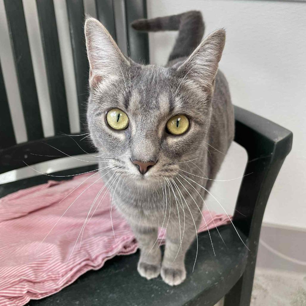 Enlarge Mae, a Adoptable Domestic Short Hair in St. Helena, CA image 5/6