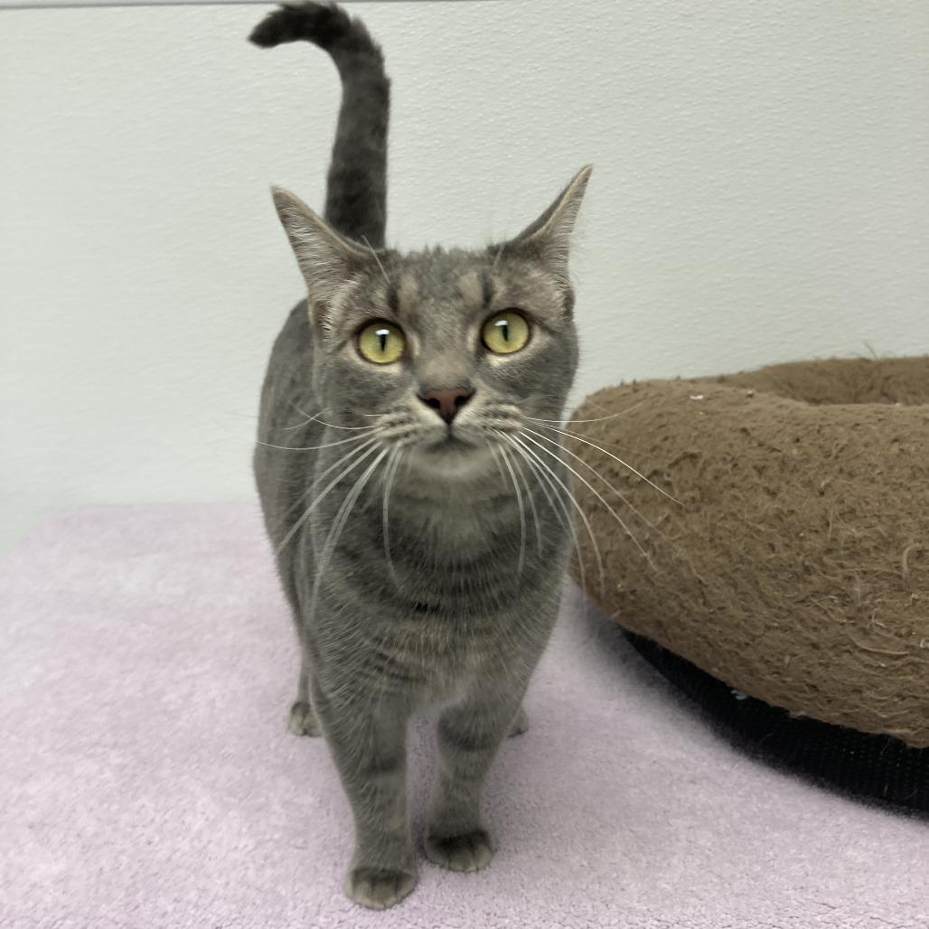 Enlarge Mae, a Adoptable Domestic Short Hair in St. Helena, CA image 6/6