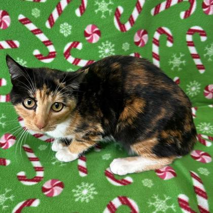 Roxanne, Adoptable, Young Female Domestic Short Hair & Domestic Short Hair.