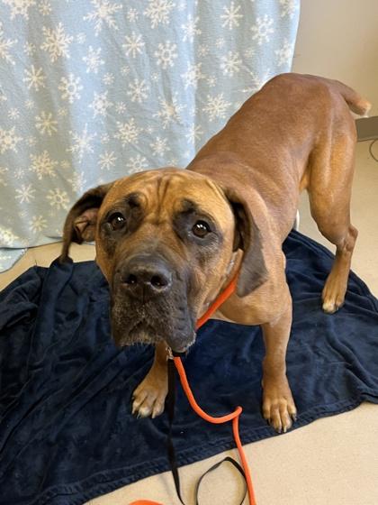 Enlarge Honey, a Adoptable mixed breed in Quakertown, PA image 1/3