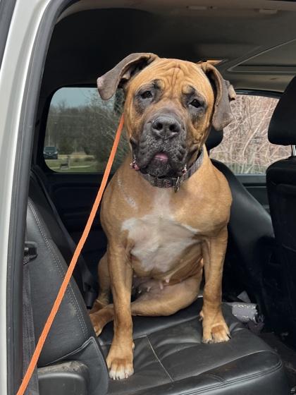 Honey, Adoptable, Adult Female Boerboel & Mixed Breed.