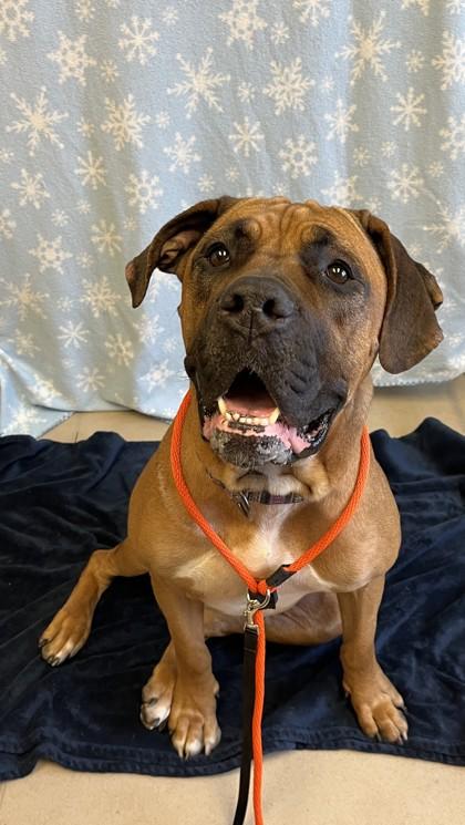 Enlarge Honey, a Adoptable mixed breed in Quakertown, PA image 2/3