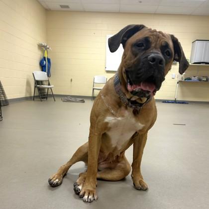 Honey, a Adoptable mixed breed in Quakertown, PA image 2/6