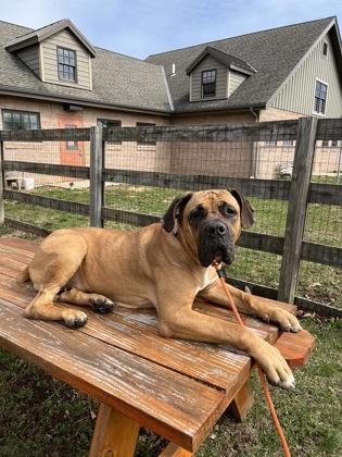 Enlarge Honey, a Adoptable mixed breed in Quakertown, PA image 2/3