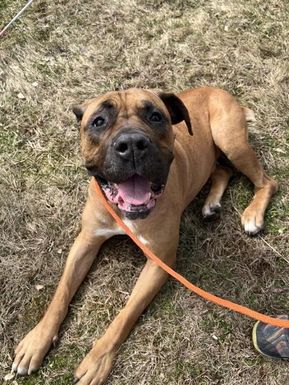 Enlarge Honey, a Adoptable mixed breed in Quakertown, PA image 3/3