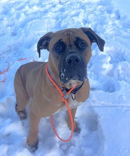 Honey, a Adoptable mixed breed in Quakertown, PA image 4/6