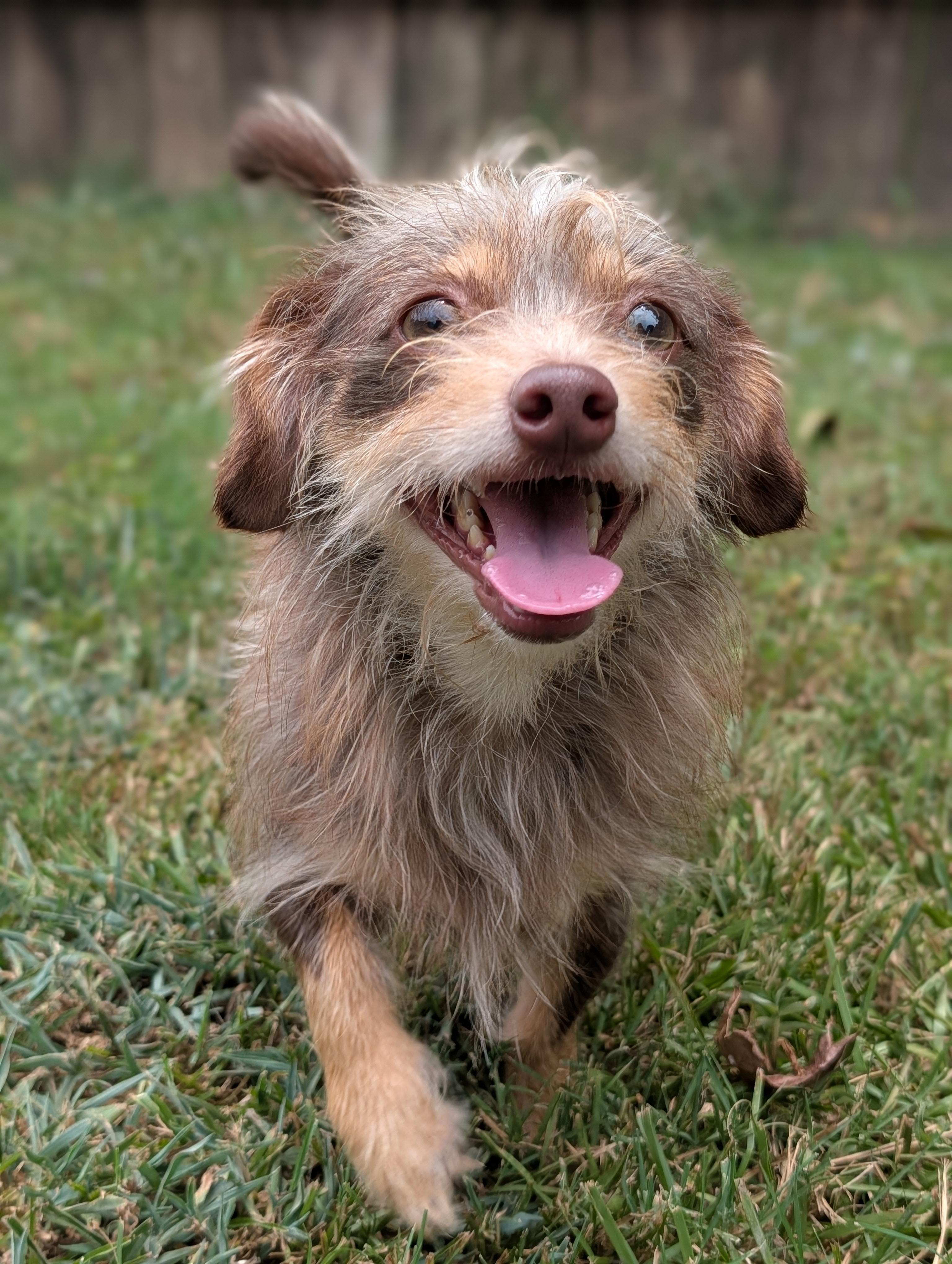 Topaz, adopted, Adult Male Wirehaired Dachshund & Chihuahua.
