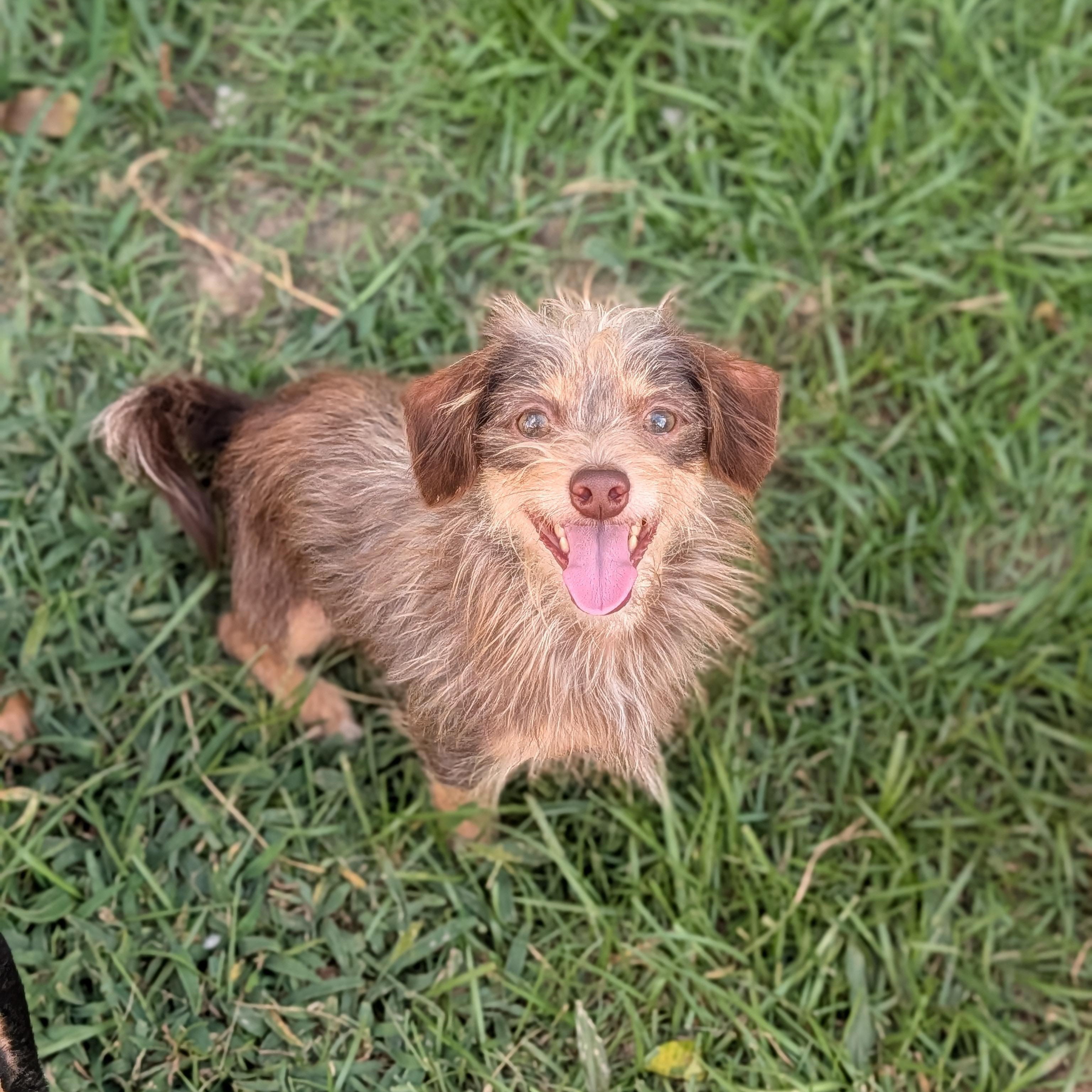 Topaz, an adopted mixed breed in Baton Rouge, LA image 2/3