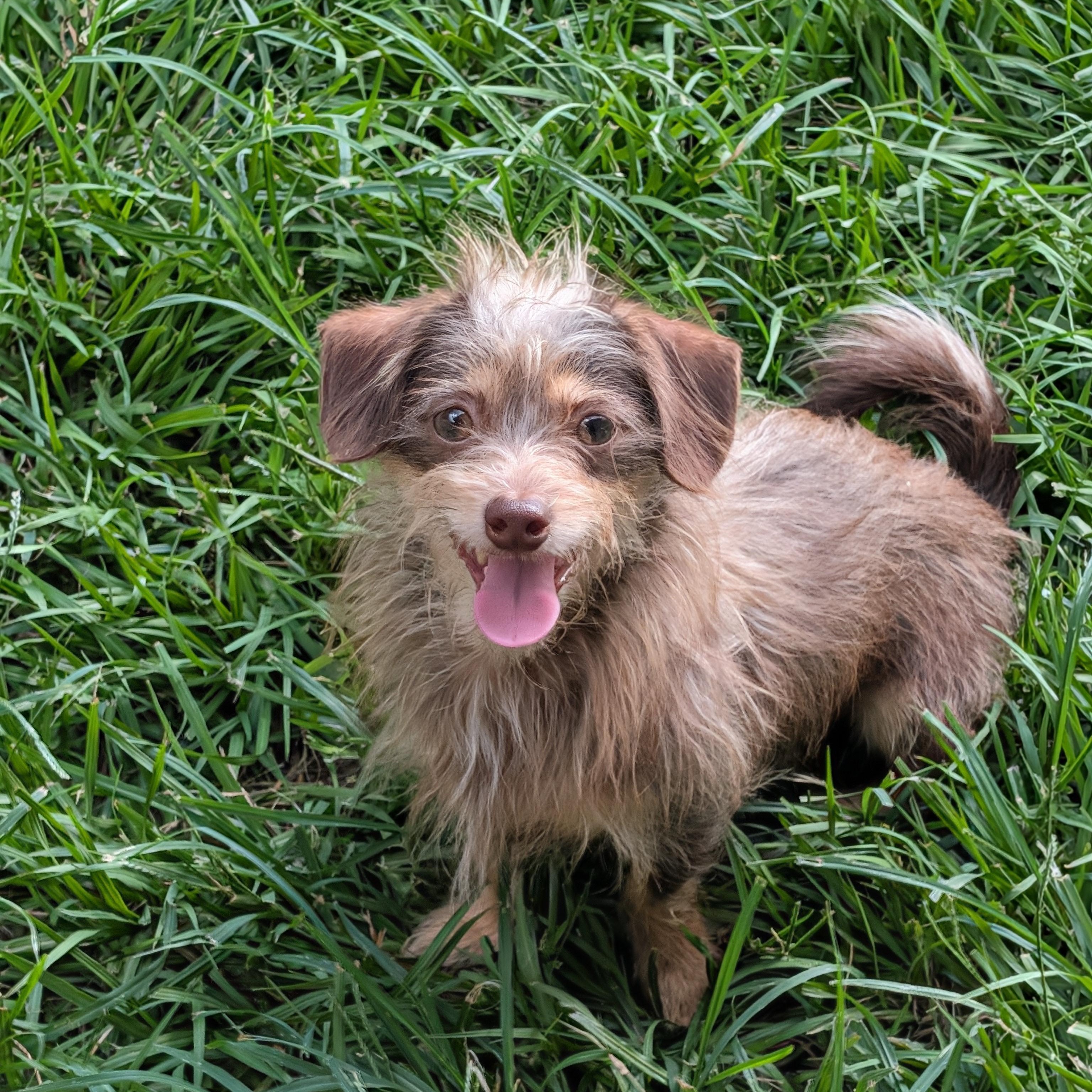 Topaz, an adopted mixed breed in Baton Rouge, LA image 3/3