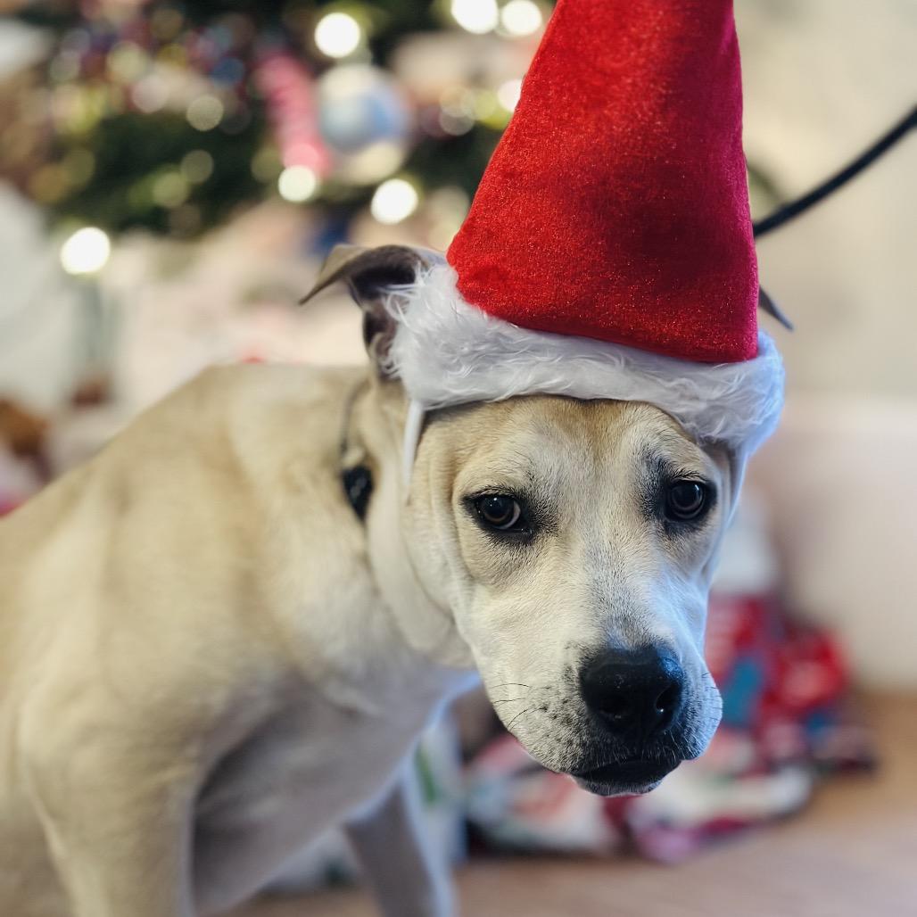 Enlarge Amber, a Adoptable Mixed Breed in Troy, IL image 1/3