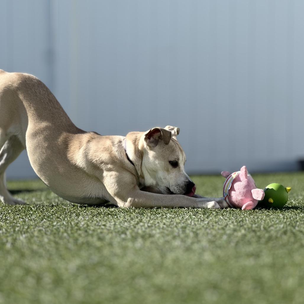 Enlarge Amber, a Adoptable Mixed Breed in Troy, IL image 2/3
