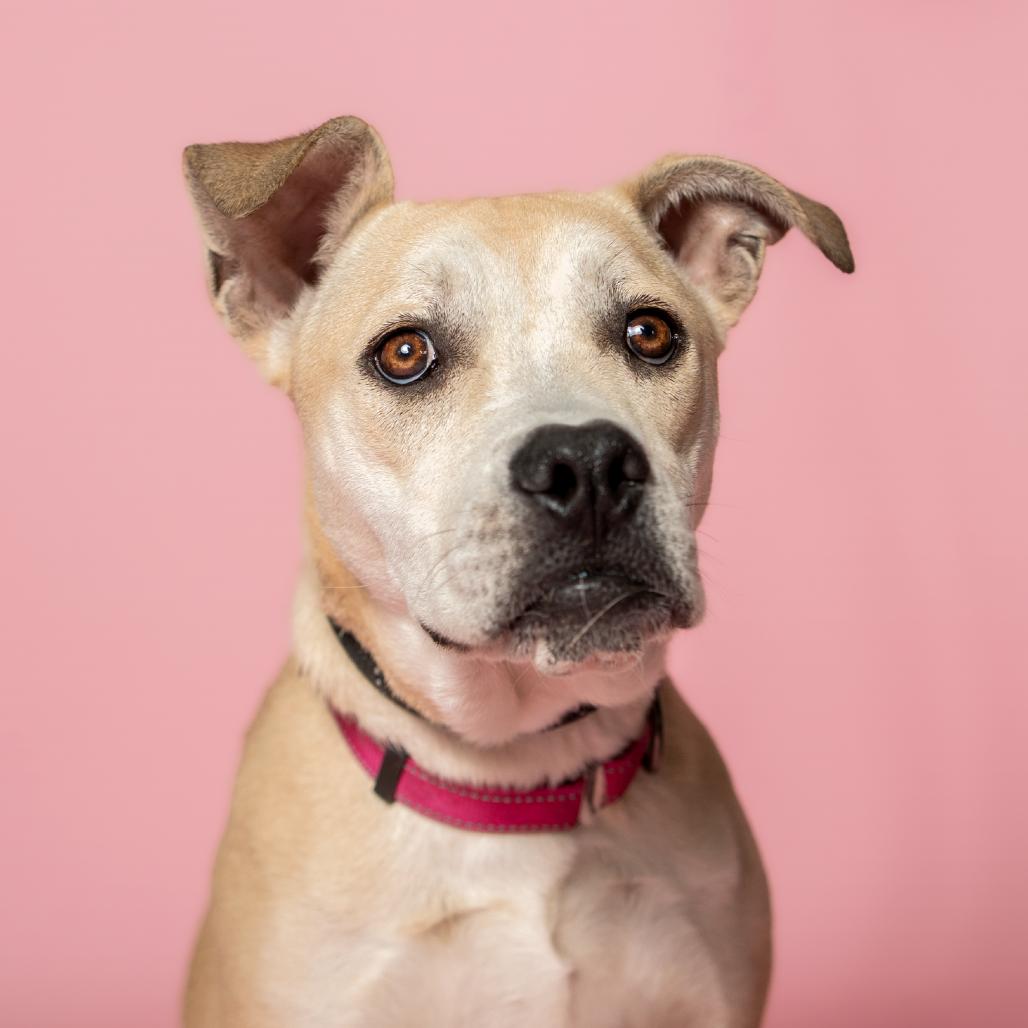 Enlarge Amber, a Adoptable Mixed Breed in Troy, IL image 3/5