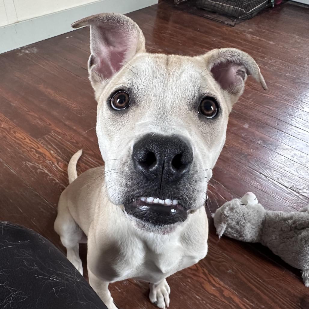 Enlarge Amber, a Adoptable Mixed Breed in Troy, IL image 4/4