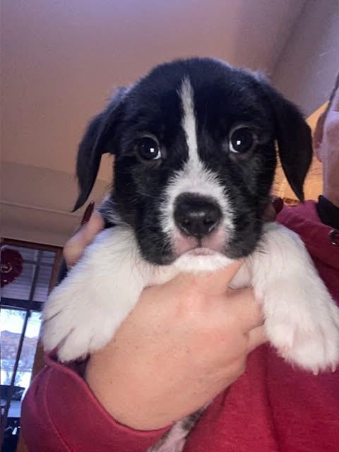 Mo , adopted, Puppy Male Sheepadoodle & Collie.