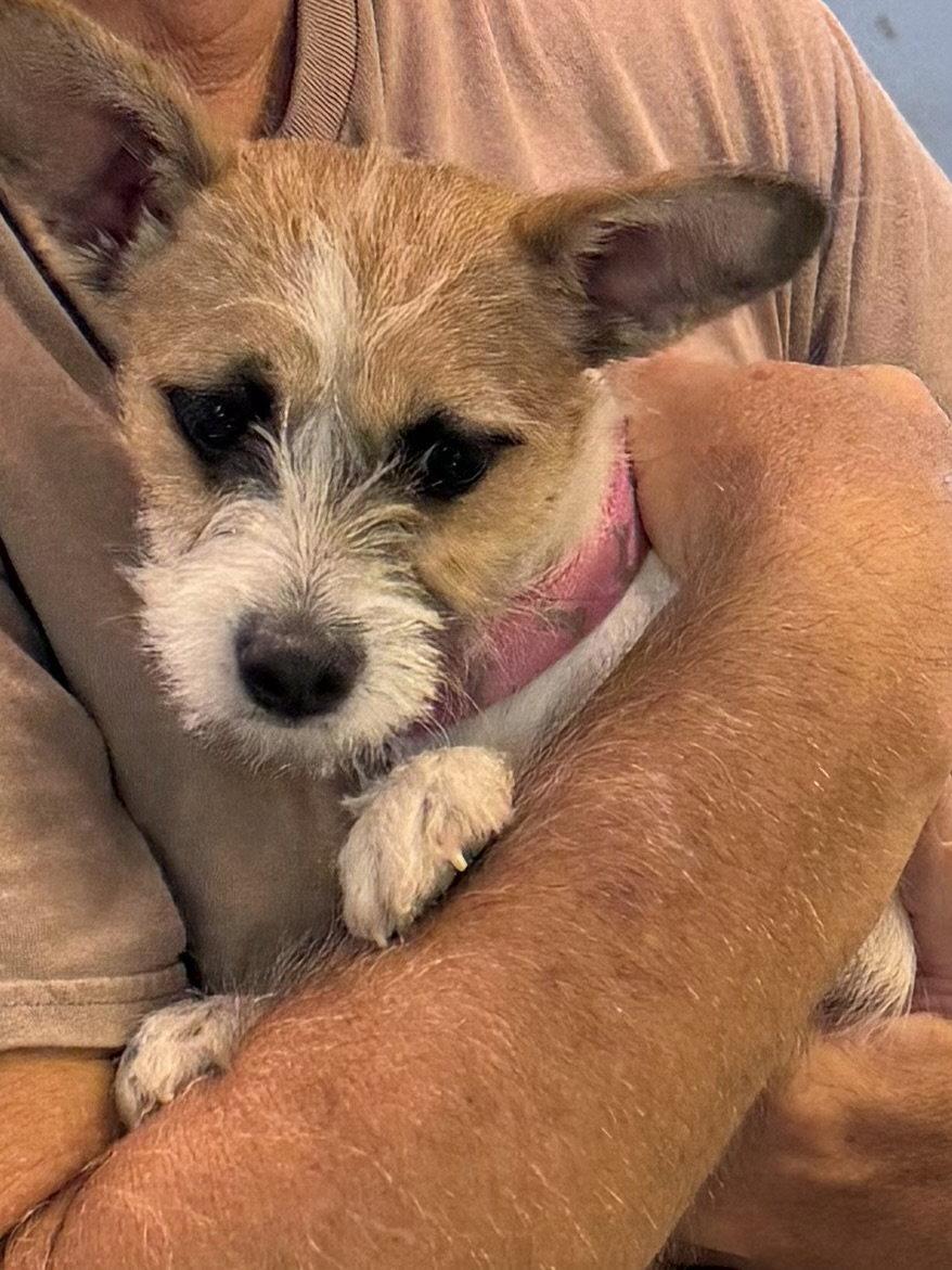 Tillie, Adopted, Adult Female Jack Russell Terrier.
