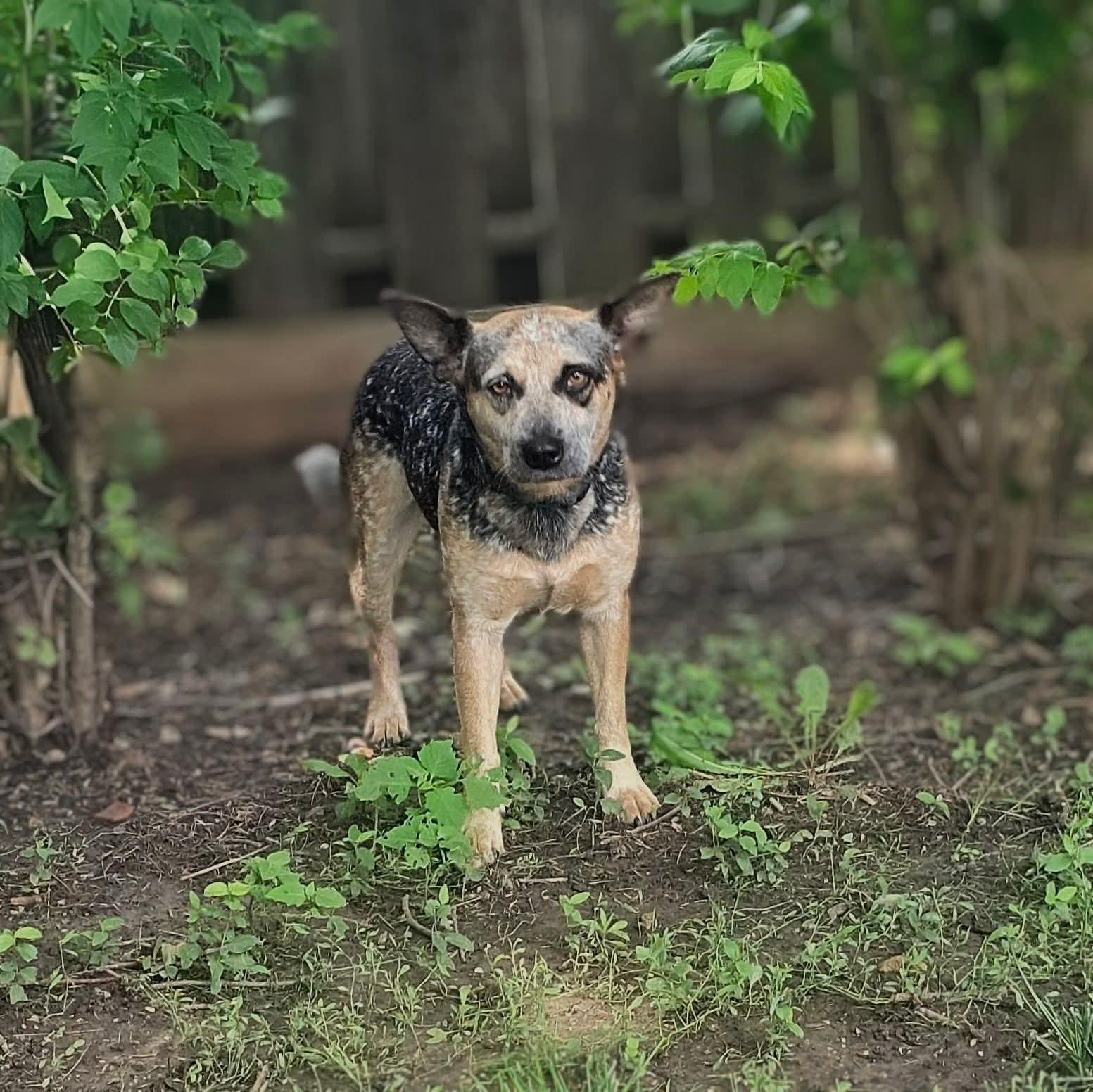 Bindi, adopted, Young Female Australian Cattle Dog / Blue Heeler.