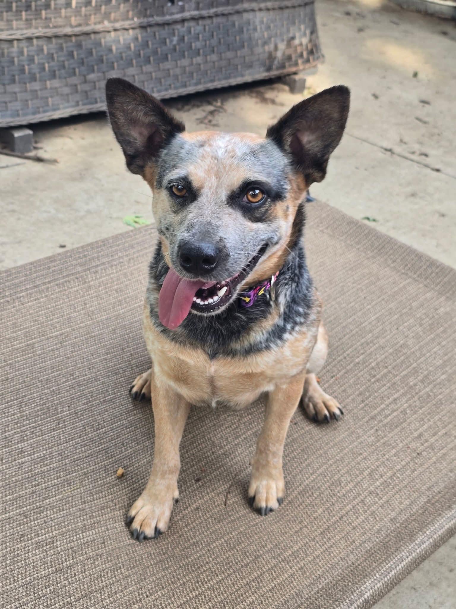 Enlarge Bindi, an adopted Australian Cattle Dog / Blue Heeler in East Peoria, IL image 5/6