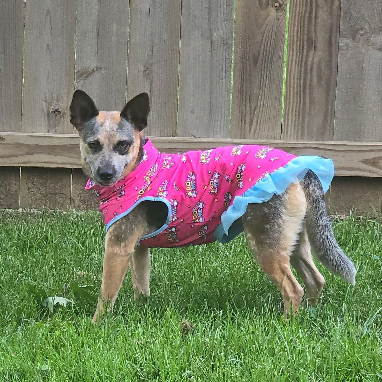 Enlarge Bindi, an adopted Australian Cattle Dog / Blue Heeler in East Peoria, IL image 4/6
