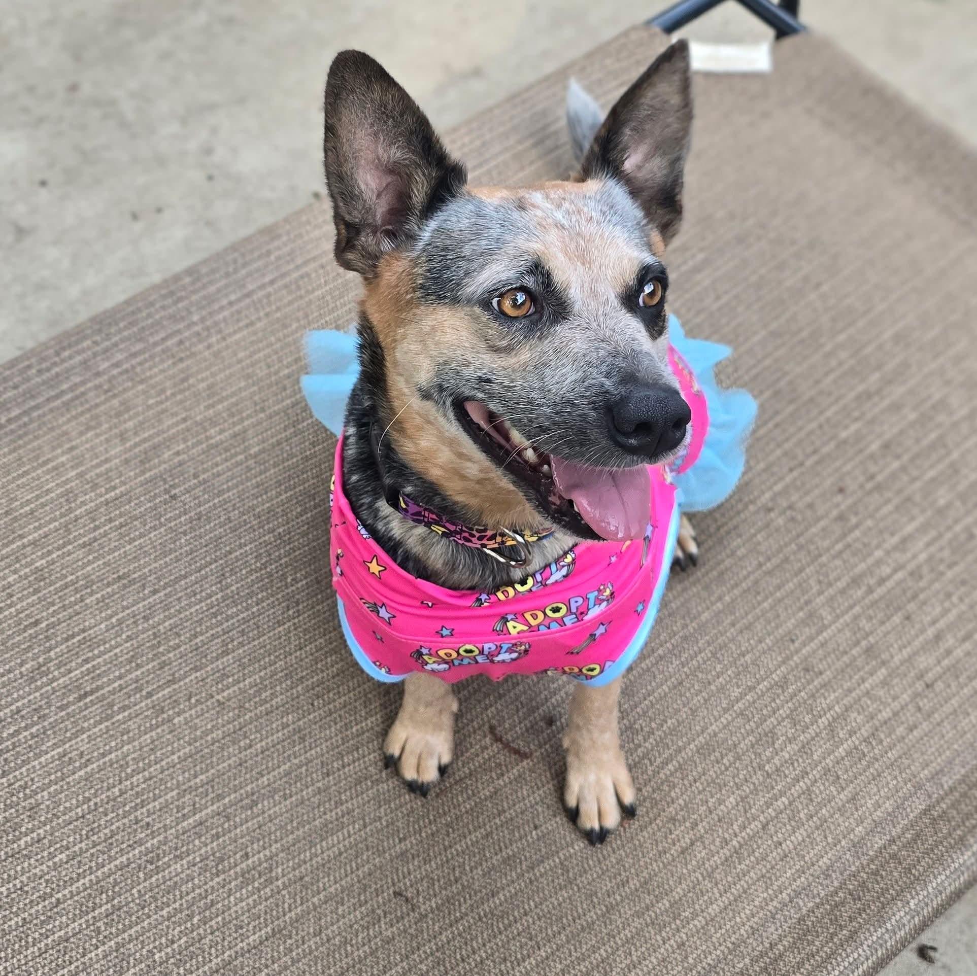 Enlarge Bindi, an adopted Australian Cattle Dog / Blue Heeler in East Peoria, IL image 2/6