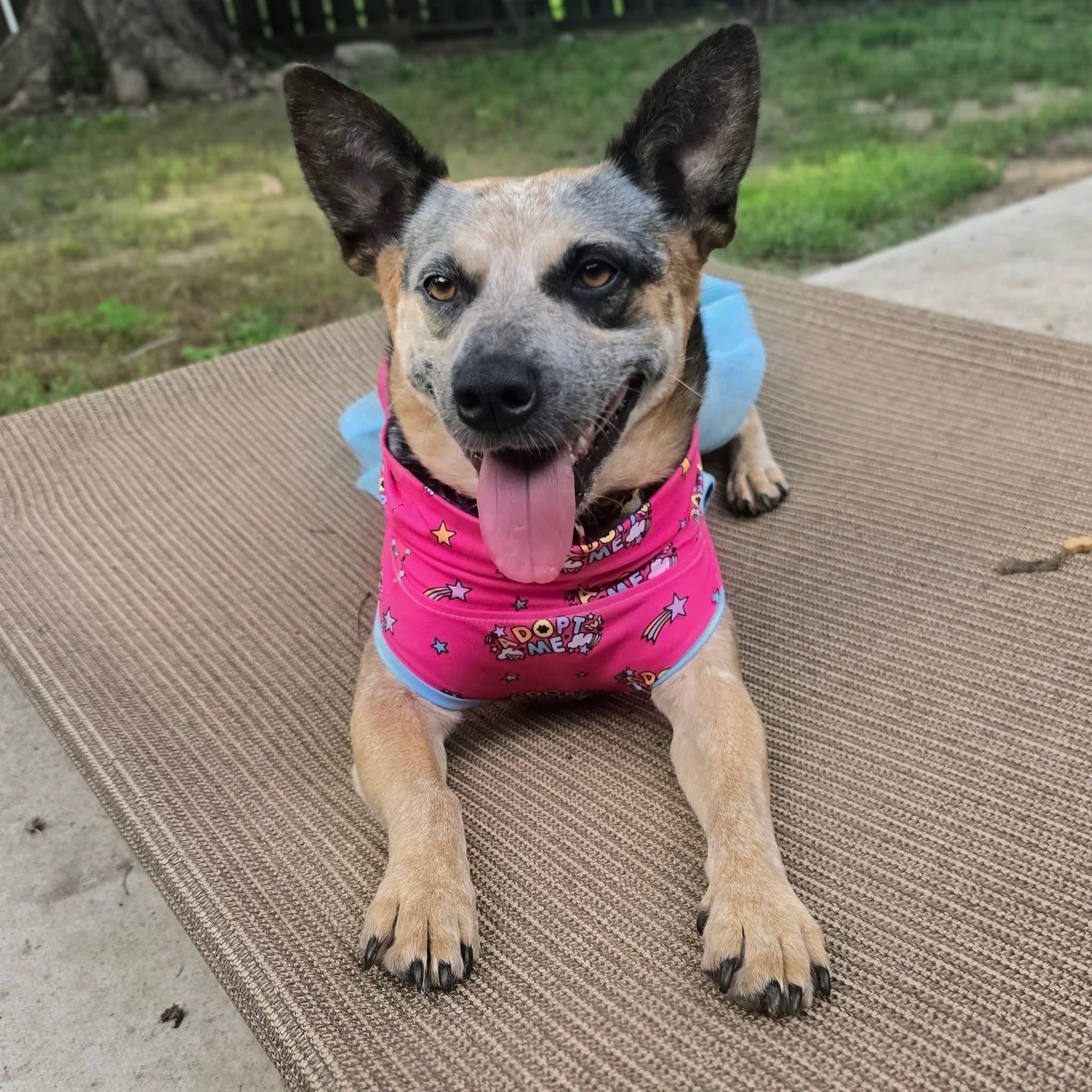 Enlarge Bindi, an adopted Australian Cattle Dog / Blue Heeler in East Peoria, IL image 6/6