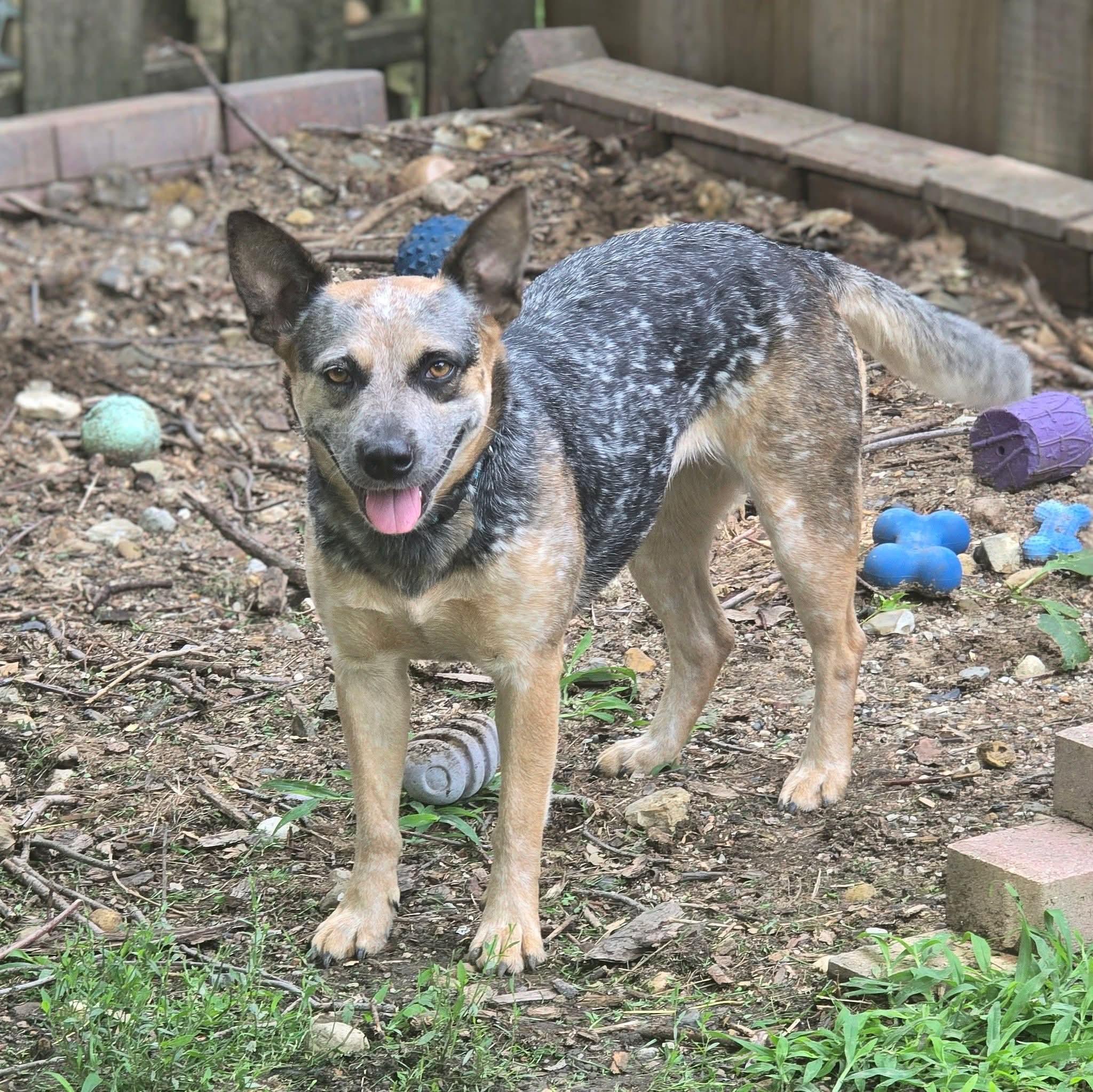 Enlarge Bindi, an adopted Australian Cattle Dog / Blue Heeler in East Peoria, IL image 3/6