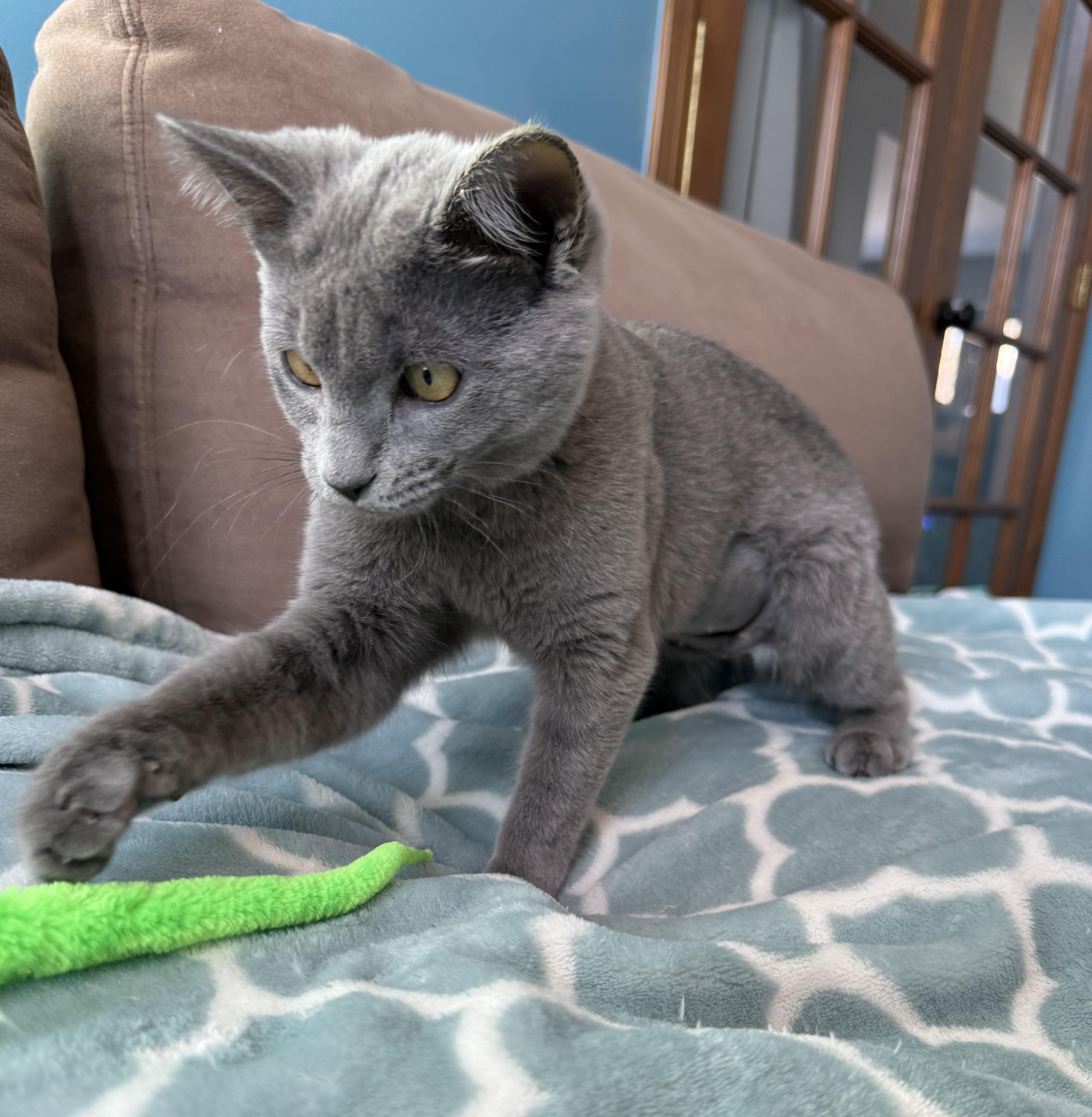 Wolfie & Greyson (Bonded Pair), a Adoptable Domestic Short Hair in Sterling Heights, MI image 5/5