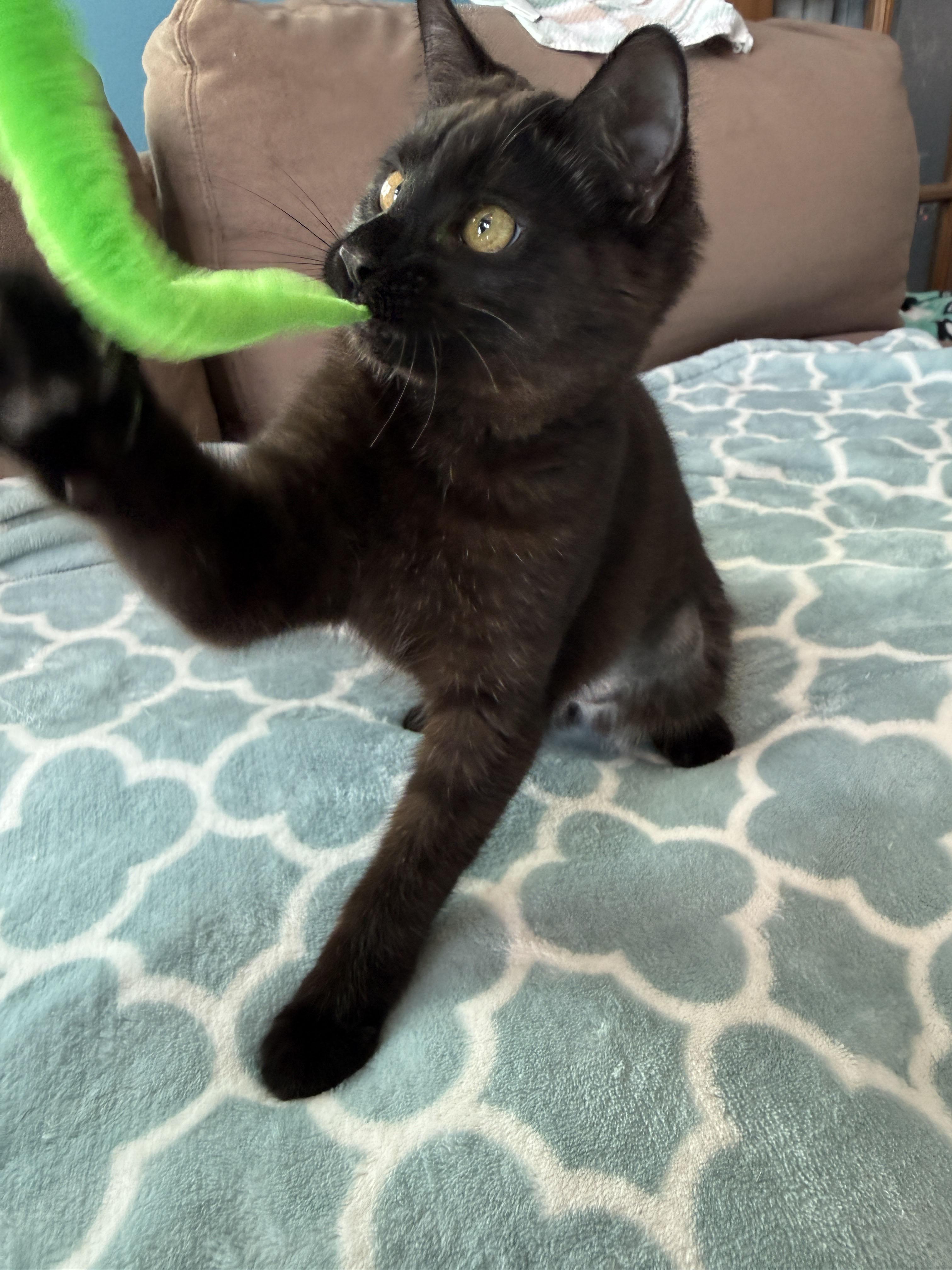 Wolfie & Greyson (Bonded Pair), a Adoptable Domestic Short Hair in Sterling Heights, MI image 4/5