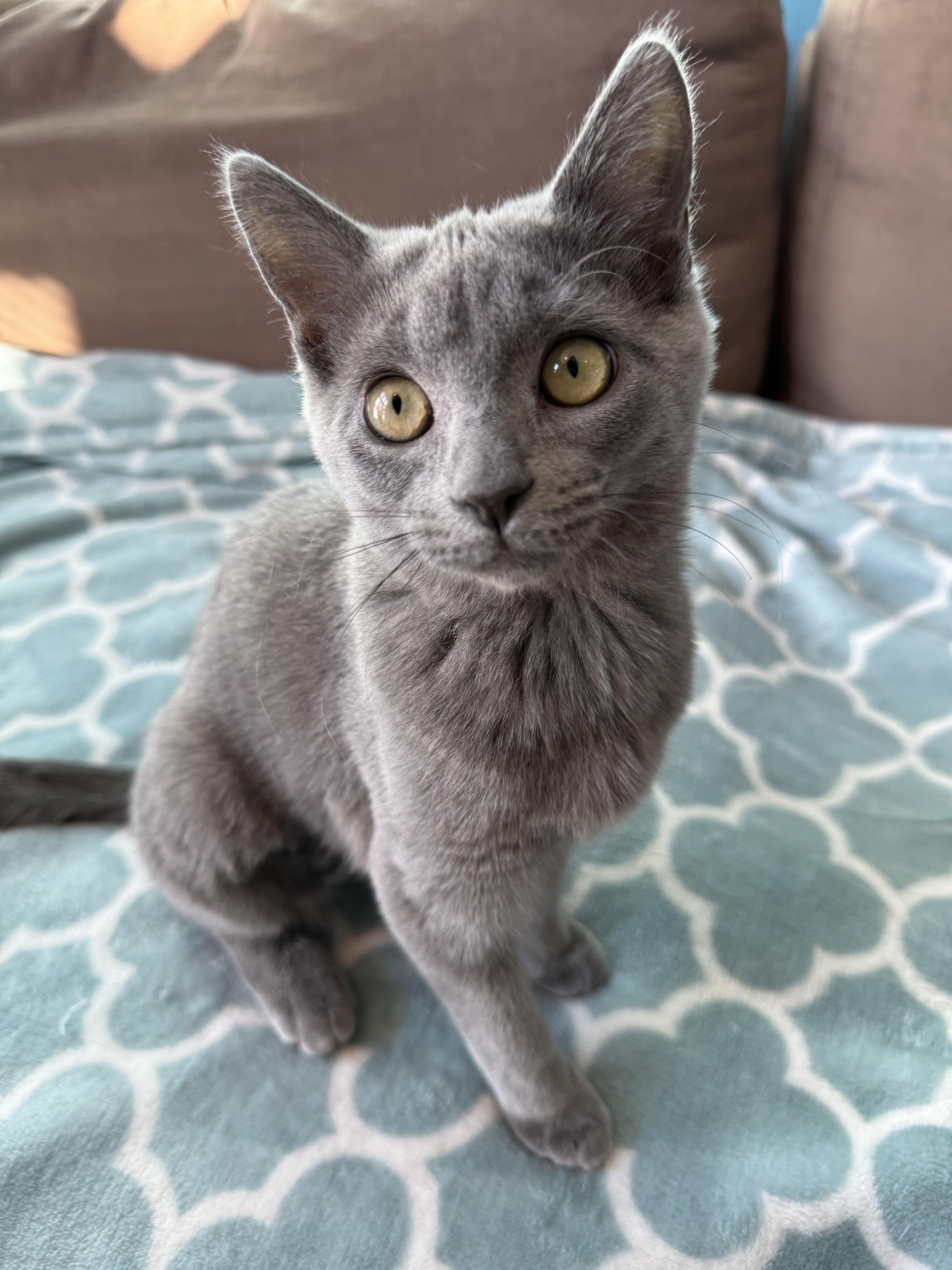 Wolfie & Greyson (Bonded Pair), a Adoptable Domestic Short Hair in Sterling Heights, MI image 3/5