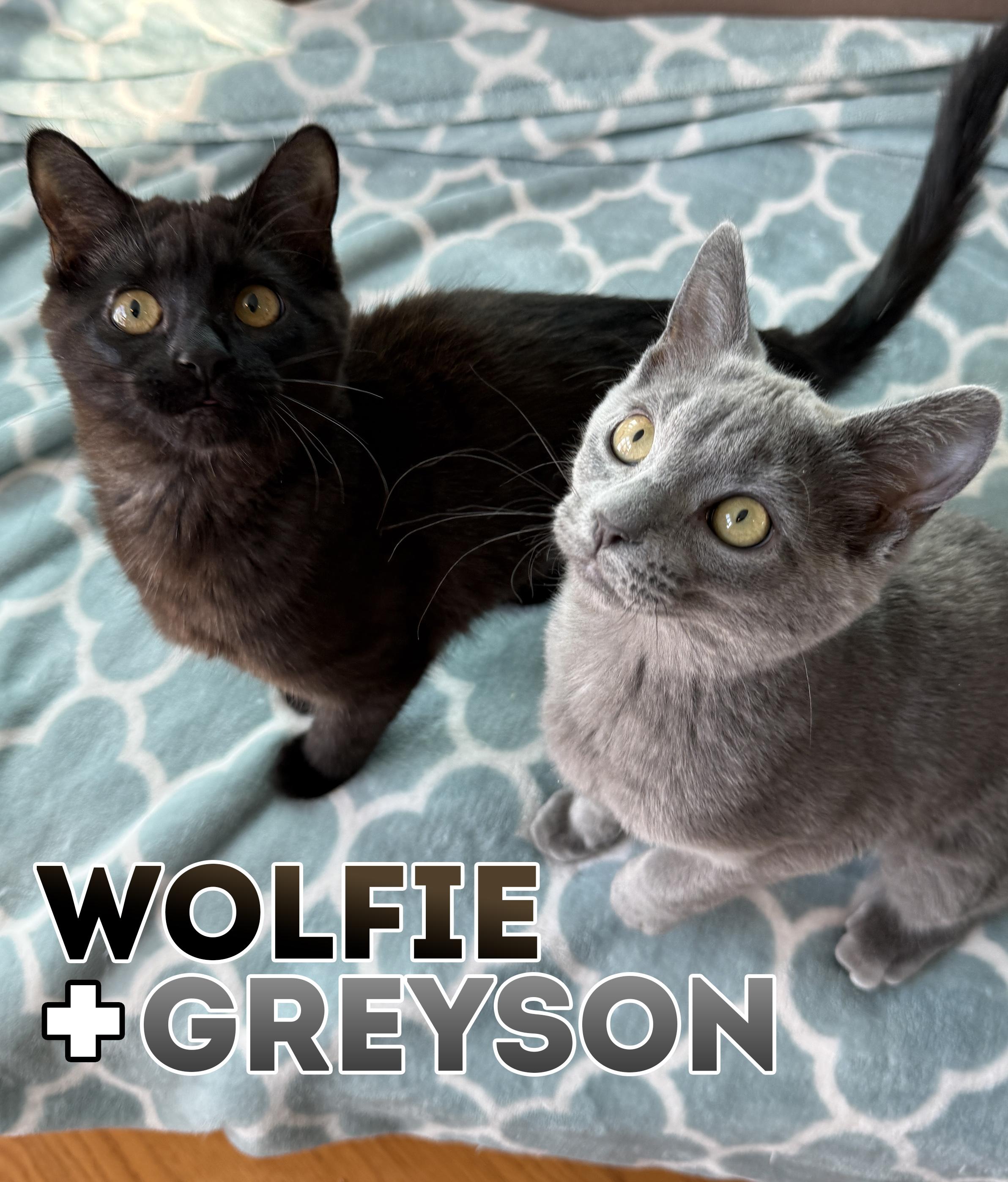 Wolfie & Greyson (Bonded Pair), Adoptable, Young Female Domestic Short Hair.