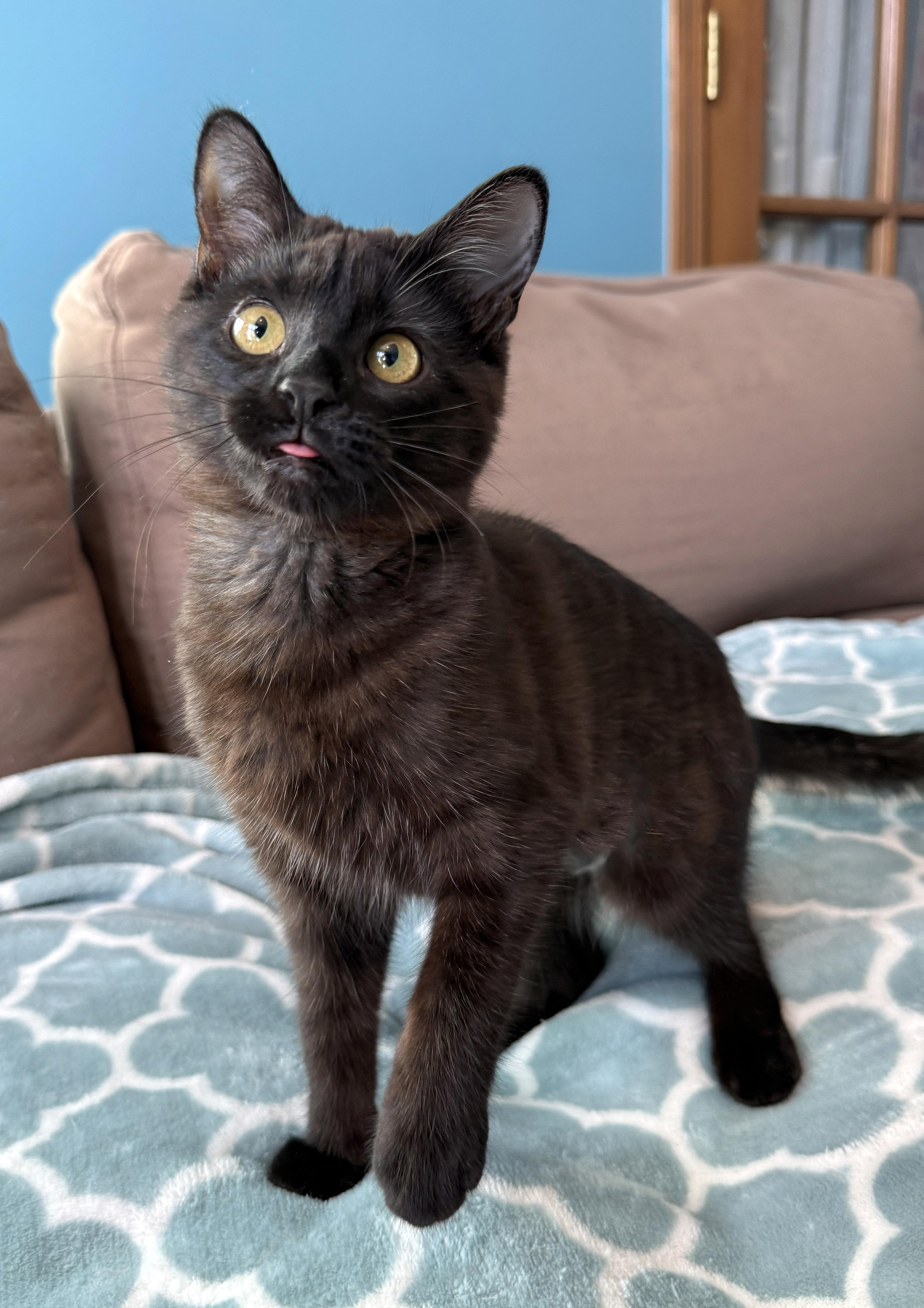 Wolfie & Greyson (Bonded Pair), a Adoptable Domestic Short Hair in Sterling Heights, MI image 2/5