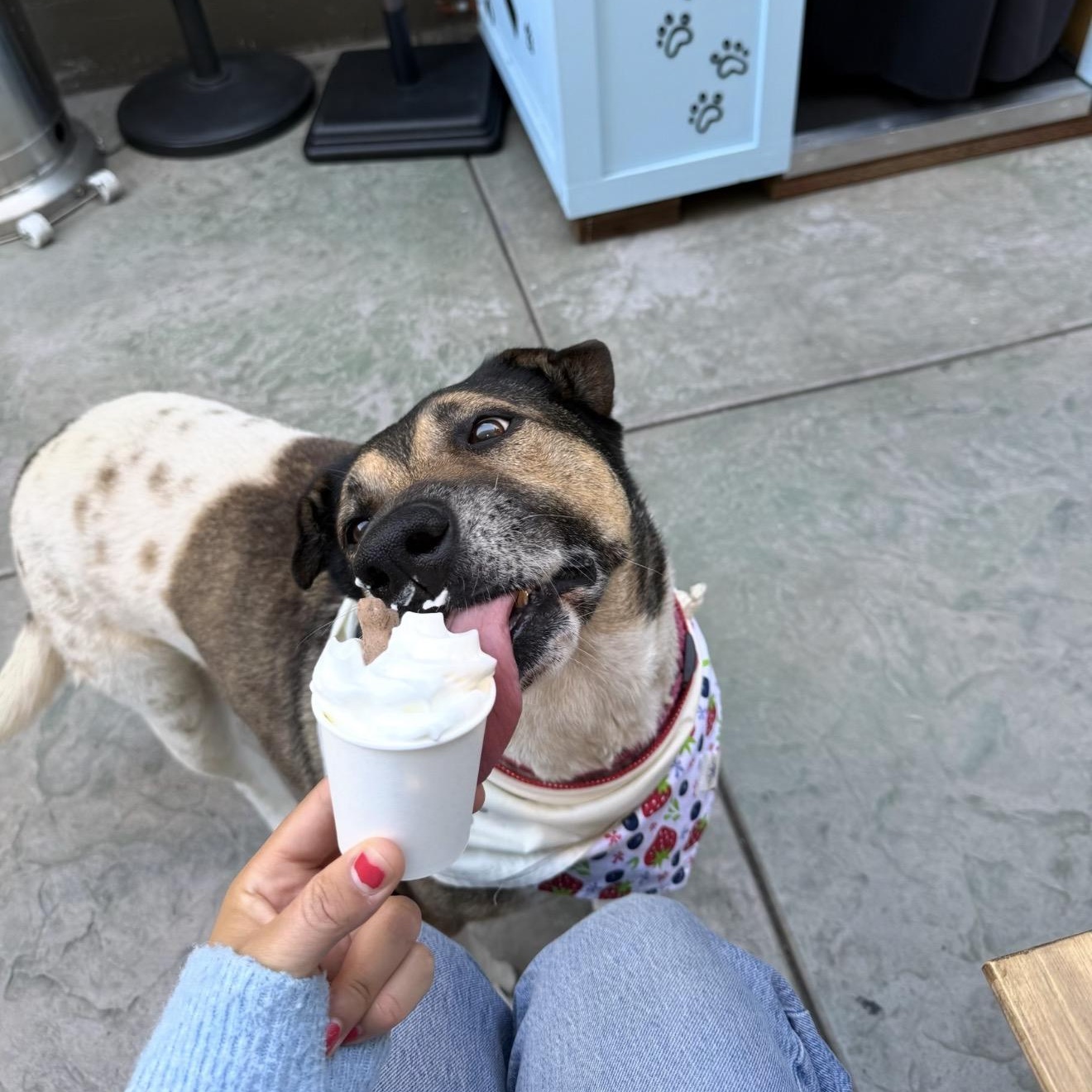 Enlarge Reyna, a Adoptable mixed breed in San Diego, CA image 3/5