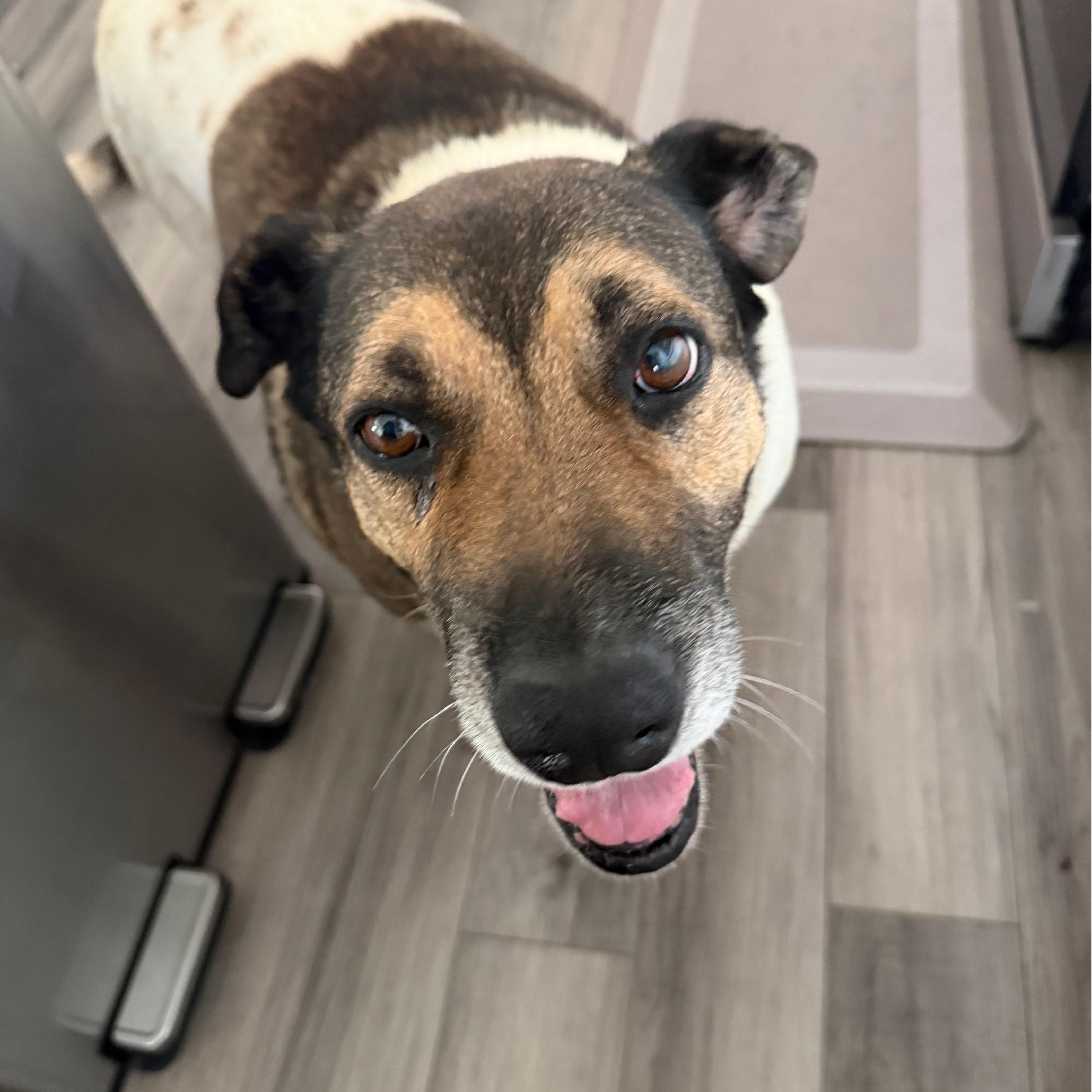 Enlarge Reyna, a Adoptable mixed breed in San Diego, CA image 1/5