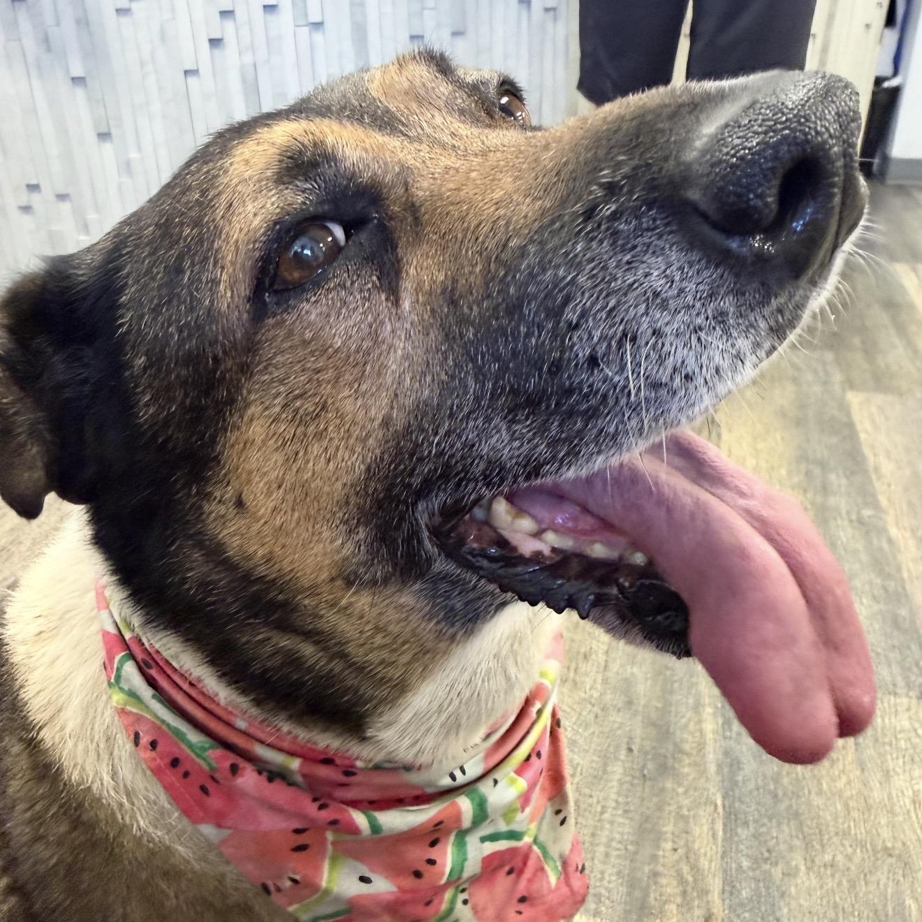 Enlarge Reyna, a Adoptable mixed breed in San Diego, CA image 2/5