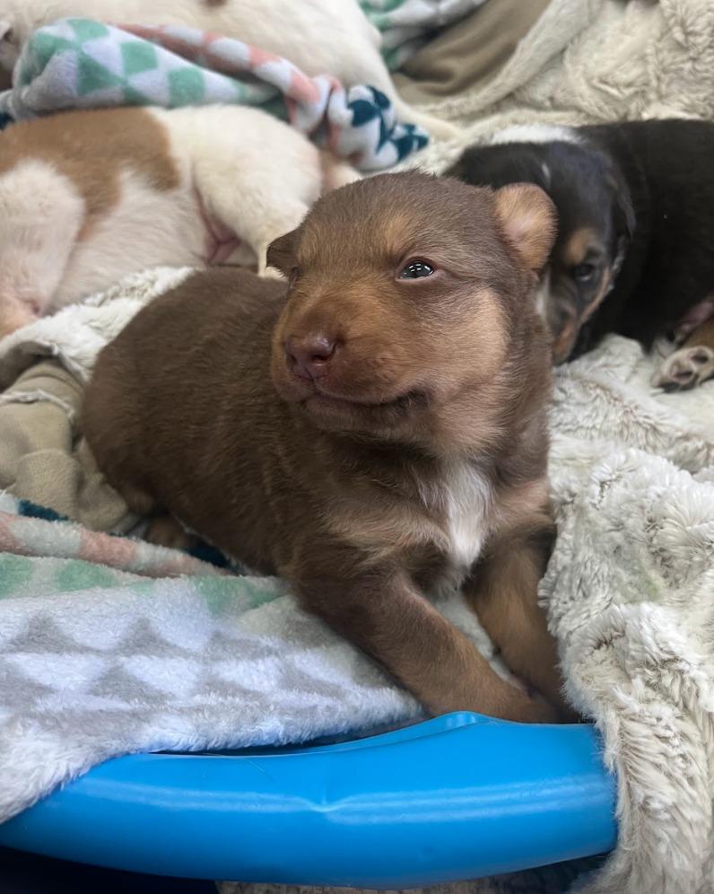 Enlarge Pici, a Adoptable mixed breed in Fayetteville, AR image 1/3