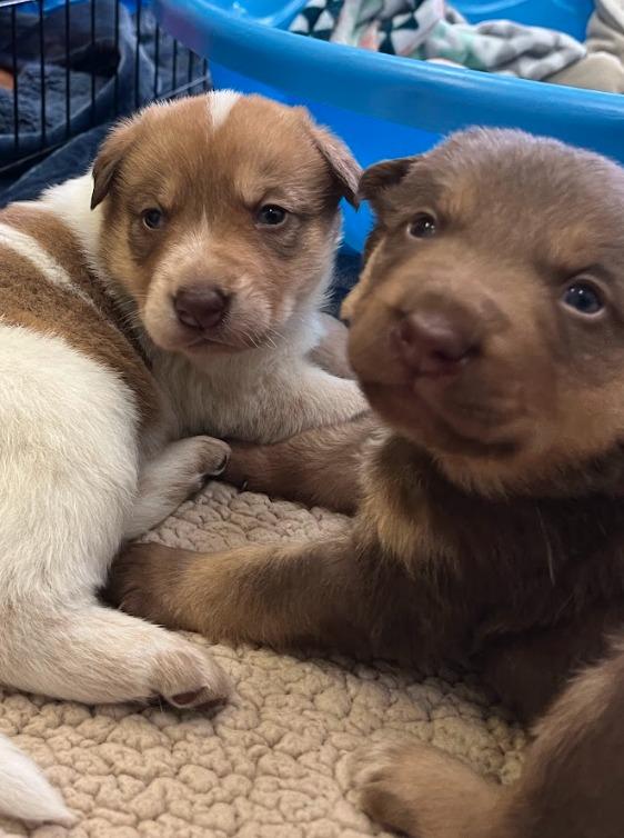 Enlarge Pici, a Adoptable mixed breed in Fayetteville, AR image 2/3