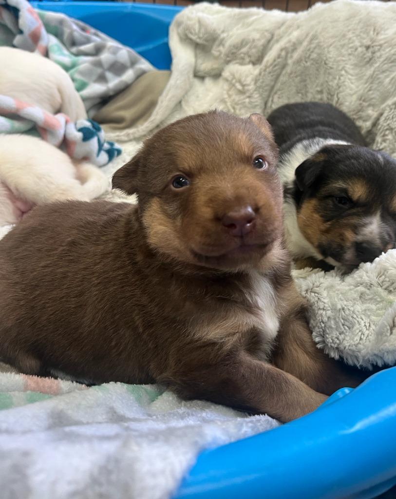 Enlarge Pici, a Adoptable mixed breed in Fayetteville, AR image 3/3