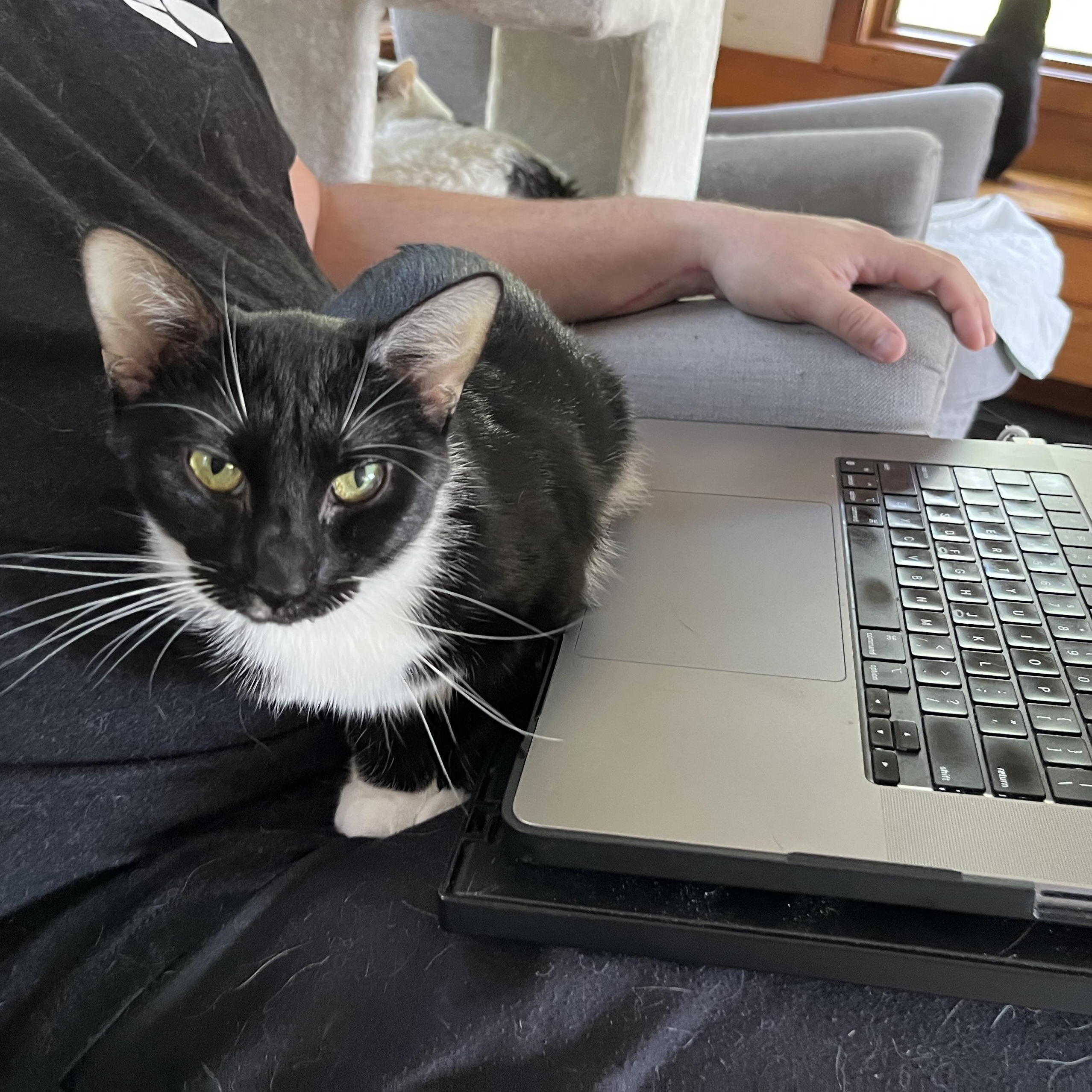 Quinlyn - Little Lovebug, a Adoptable Domestic Short Hair in New York, NY image 1/6
