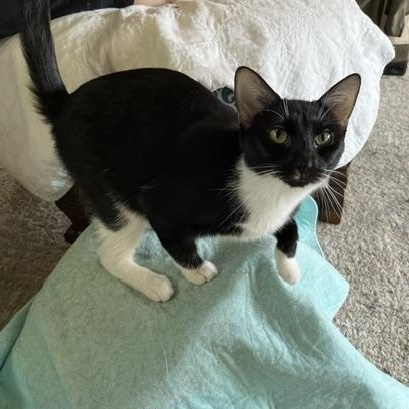 Quinlyn - Little Lovebug, a Adoptable Domestic Short Hair in New York, NY image 2/6