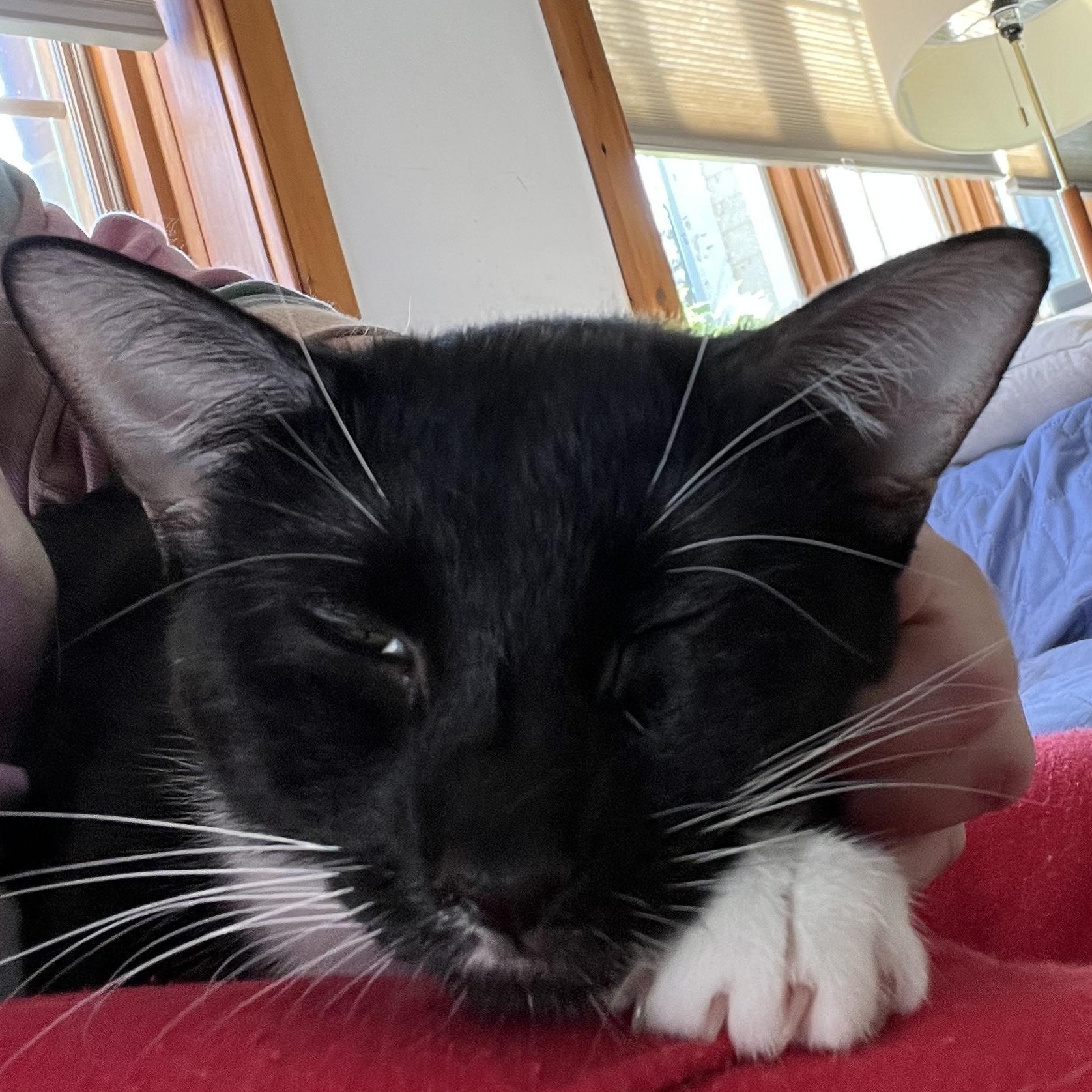 Quinlyn - Little Lovebug, a Adoptable Domestic Short Hair in New York, NY image 3/6