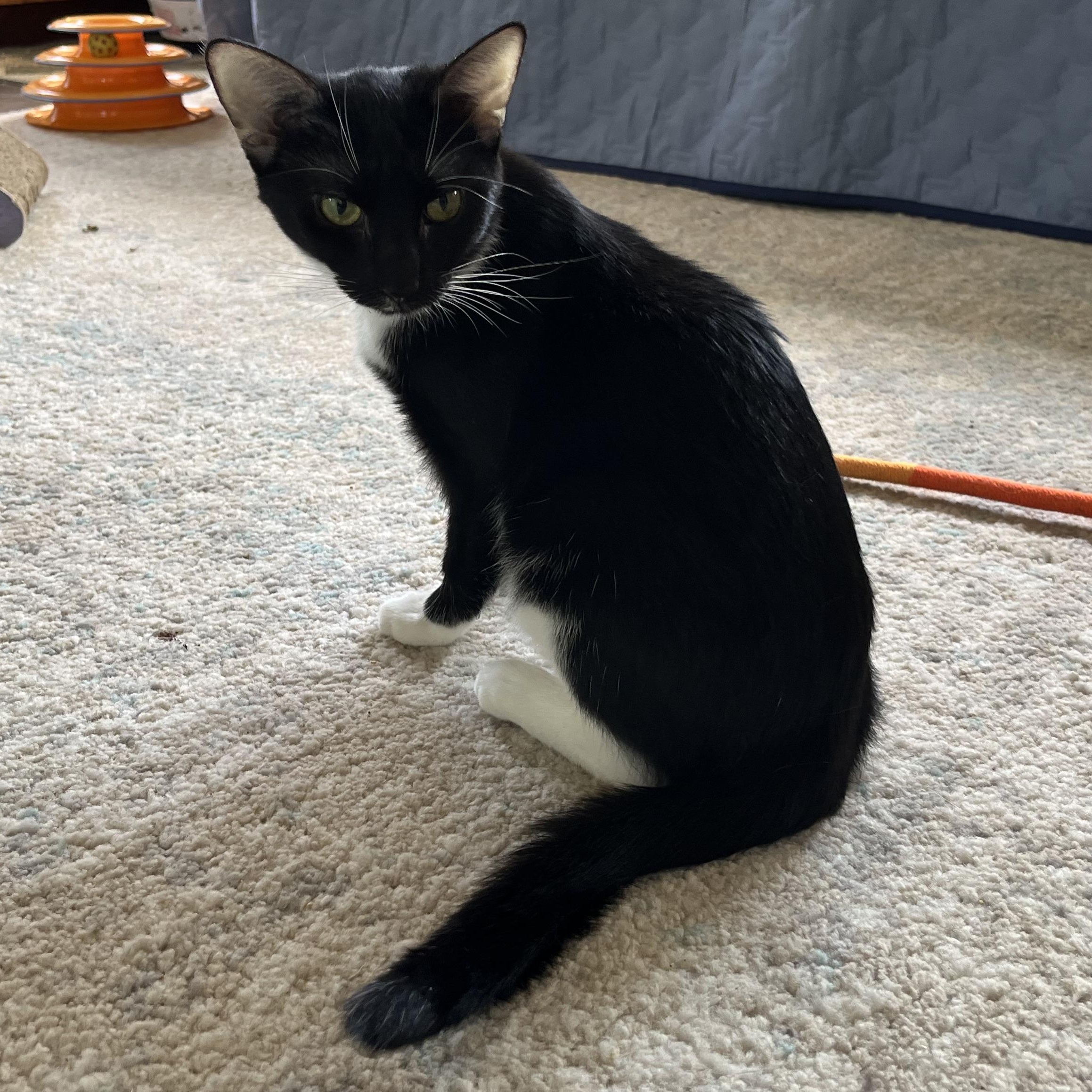 Quinlyn - Little Lovebug, a Adoptable Domestic Short Hair in New York, NY image 4/6