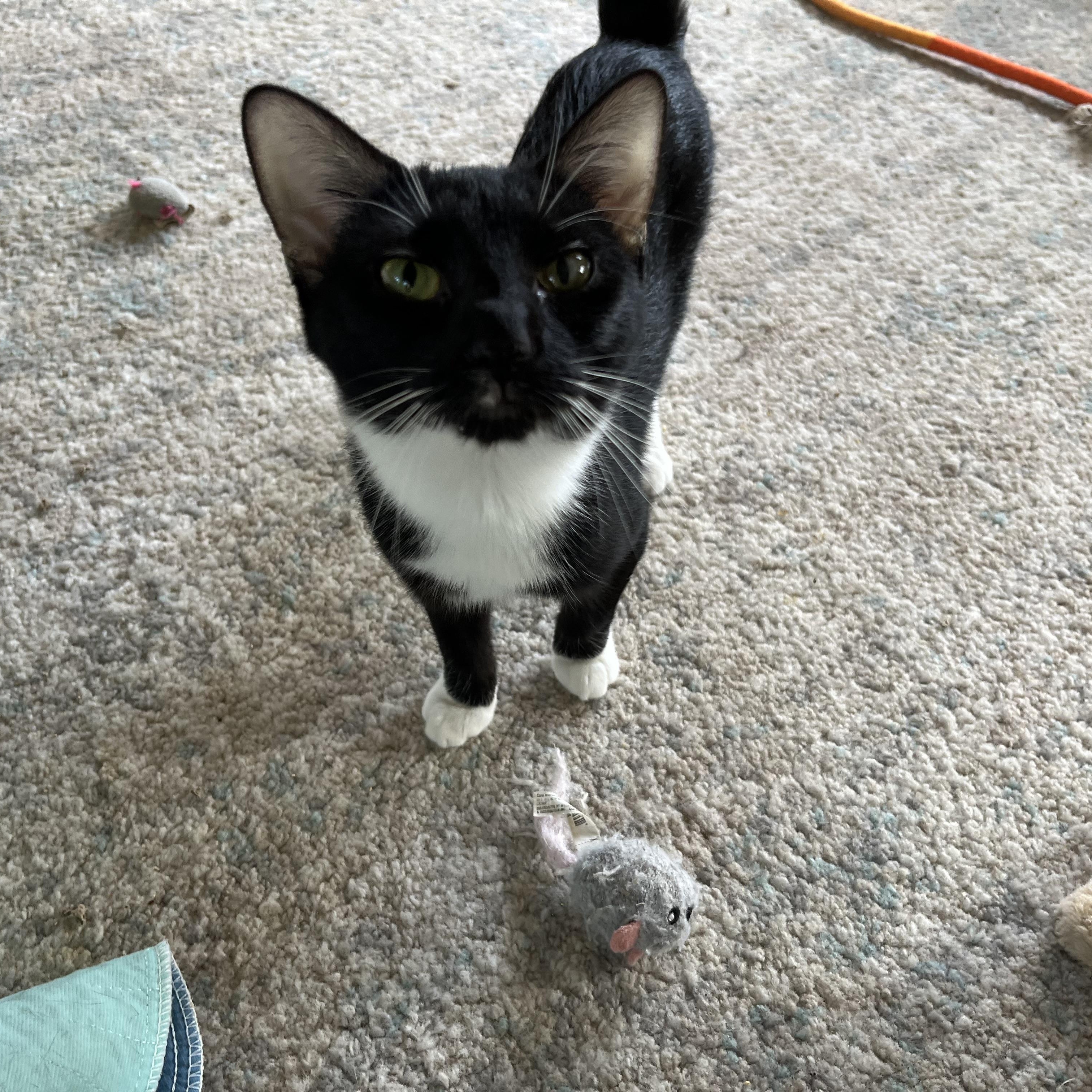 Quinlyn - Little Lovebug, a Adoptable Domestic Short Hair in New York, NY image 5/6