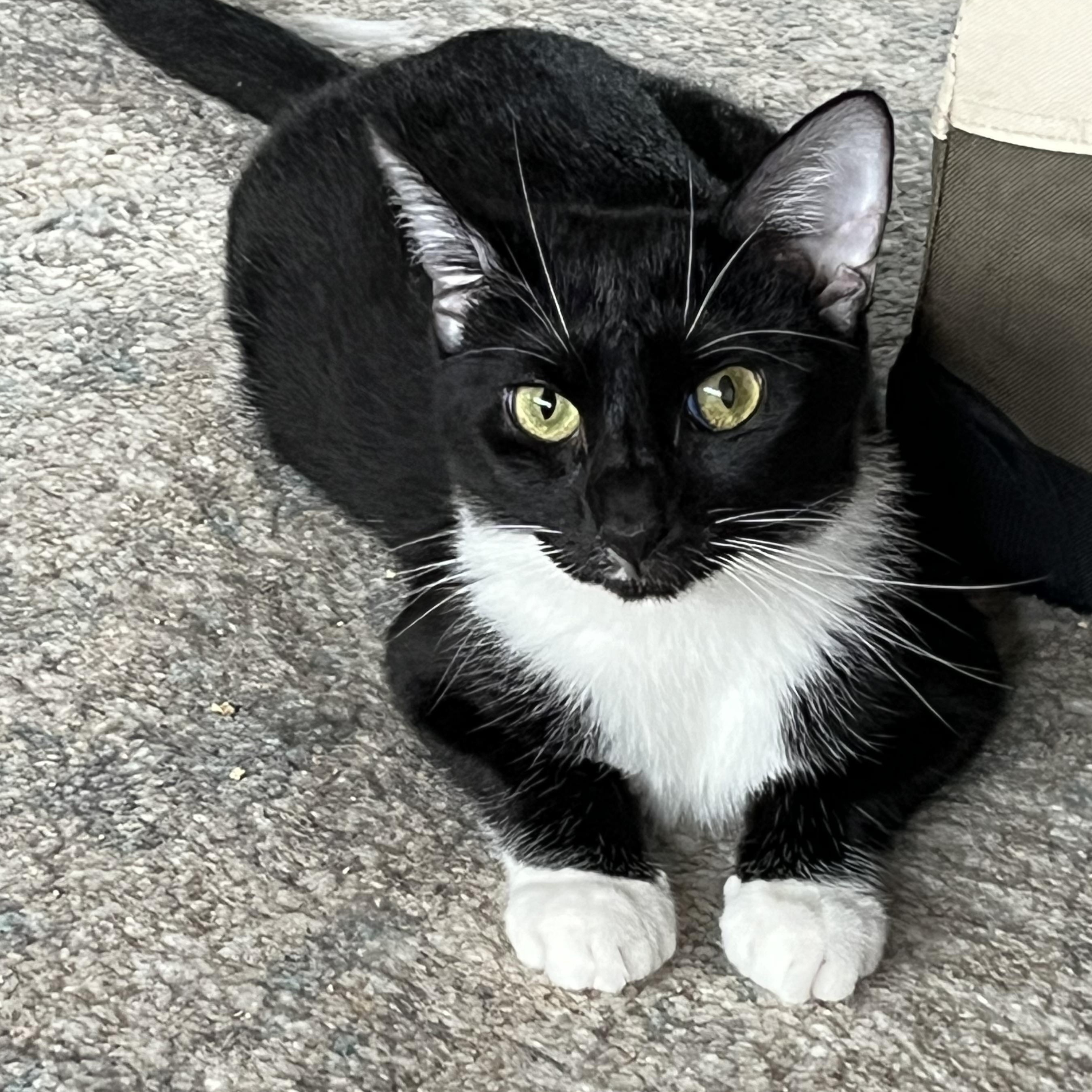 Quinlyn - Little Lovebug, a Adoptable Domestic Short Hair in New York, NY image 6/6