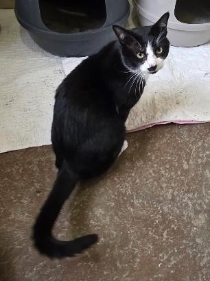 Batman — thumbnail 2