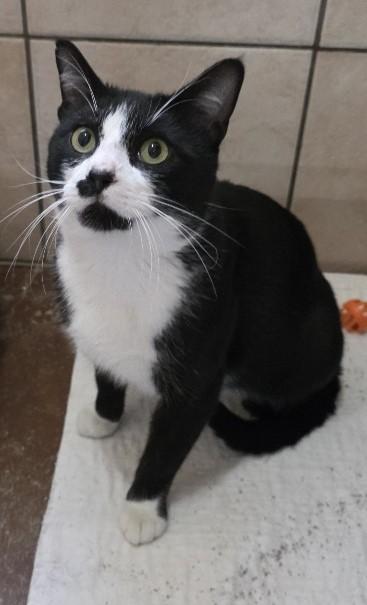 Batman — thumbnail 3