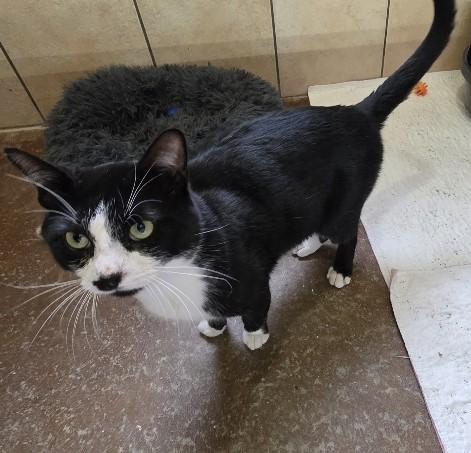 Batman — thumbnail 5