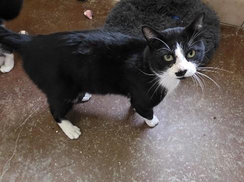 Batman — thumbnail 6