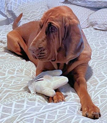 Enlarge Sweetie Pie (TX), a ADOPTABLE Bloodhound in Terrell, TX image 2/4