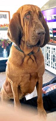 Sweetie Pie thumbnail 3